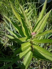 Asclepias incarnata incarnata