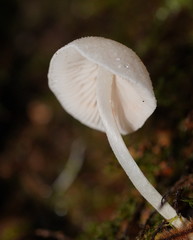 Entoloma albidosimulans