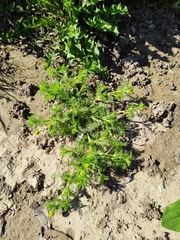 Matricaria discoidea