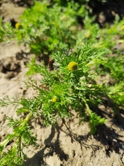 Matricaria discoidea