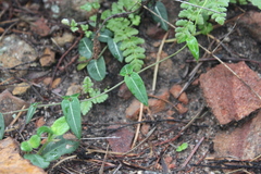 Parsonsia eucalyptophylla