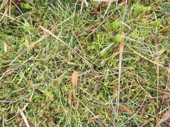 Abrotanella linearis