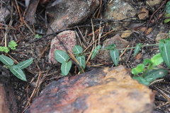 Parsonsia eucalyptophylla