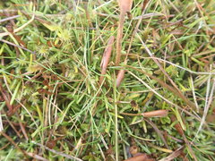 Abrotanella linearis