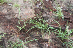 Setaria brownii