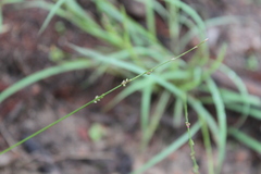 Setaria brownii