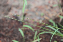 Setaria brownii