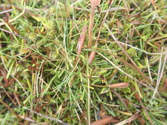 Abrotanella linearis