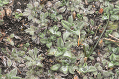 Erigeron rosulatus