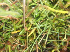 Abrotanella linearis