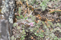 Erigeron rosulatus