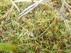 Abrotanella linearis