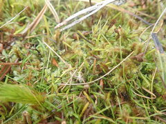 Abrotanella linearis