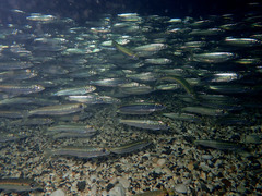 Sardina pilchardus