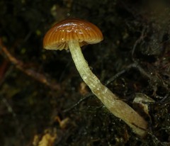 Cortinarius melimyxa