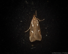 Perimeceta niphotypa