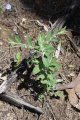 Phyllanthus fuernrohrii