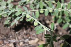 Phyllanthus fuernrohrii