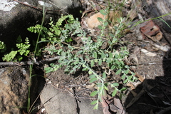 Phyllanthus fuernrohrii