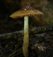 Cortinarius melimyxa