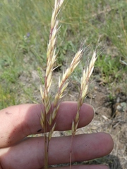 Helictotrichon desertorum