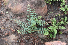 Phyllanthus virgatus