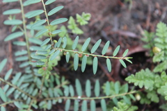 Phyllanthus virgatus