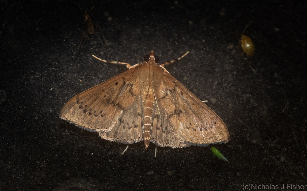 Syllepte phricosticha