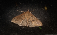 Syllepte phricosticha