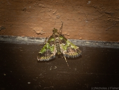 Arescoptera haplocala