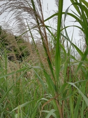Miscanthus floridulus