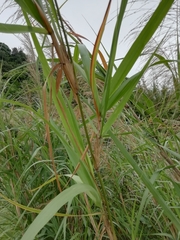 Miscanthus floridulus