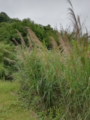 Miscanthus floridulus