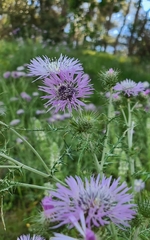 Galactites tomentosus