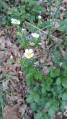 Drymocallis rupestris