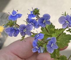 Veronica chamaedrys