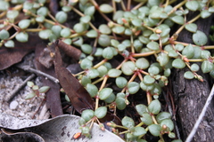 Portulaca bicolor