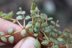 Portulaca bicolor