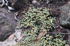 Portulaca bicolor