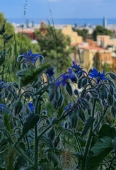 Borago officinalis