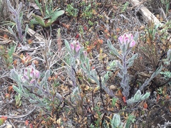 Chloropyron maritimum