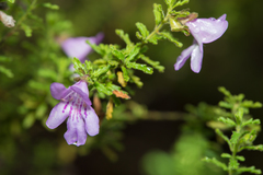 Prostanthera cryptandroides euphrasioides