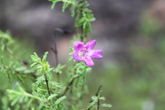 Prostanthera cryptandroides euphrasioides