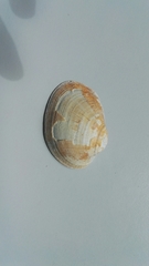 Tapetinae