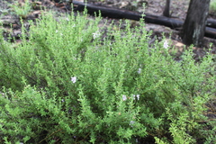 Prostanthera cryptandroides euphrasioides