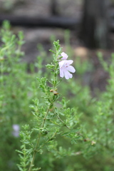 Prostanthera cryptandroides euphrasioides