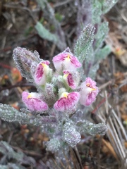 Chloropyron maritimum
