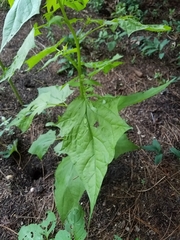 Chenopodiastrum hybridum