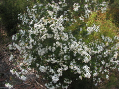 Ricinocarpos pinifolius
