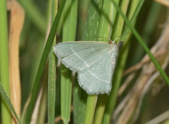 Chlorissa viridata